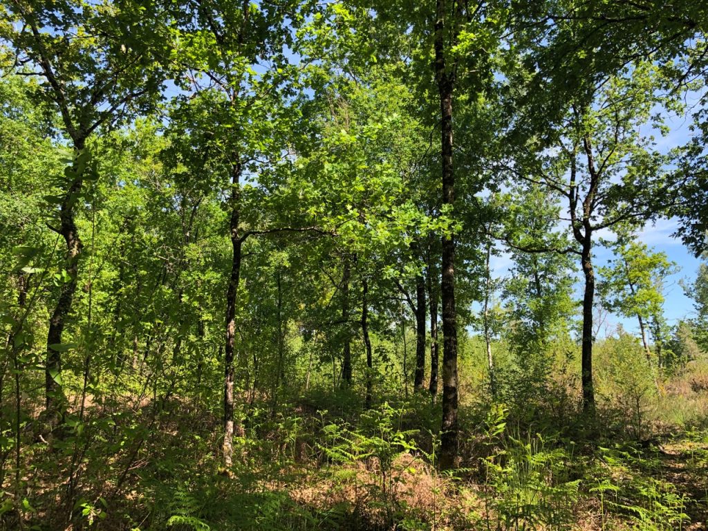 IMG_0059 Socogef Foret